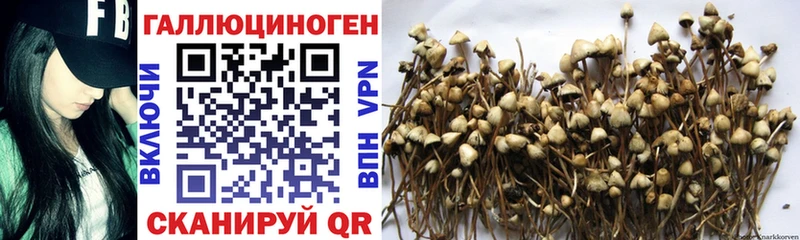 Псилоцибиновые грибы Magic Shrooms  Будённовск 